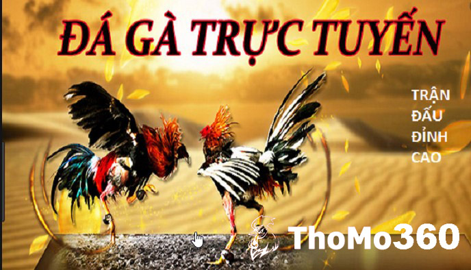 Đá Gà Thomo Trực Tiếp Campuchia Ngày 27 Tháng Năm, 2023 - Live Đá Gà