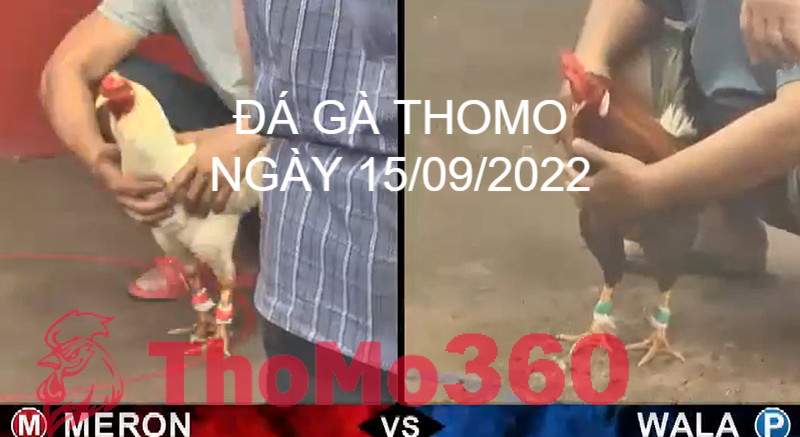 Đá Gà Thomo Ngày 15/09/2022 - Thomo360