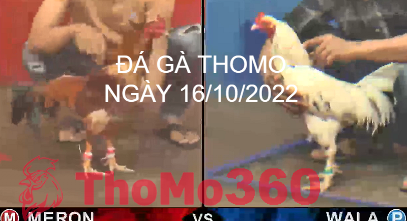 Đá Gà Thomo Ngày 16/10/2022 - Thomo360
