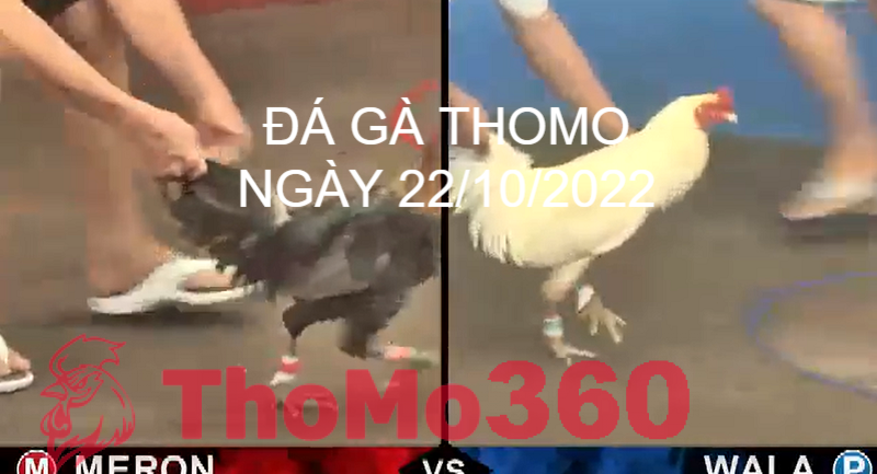 Đá Gà Thomo Ngày 22/10/2022 - Thomo360