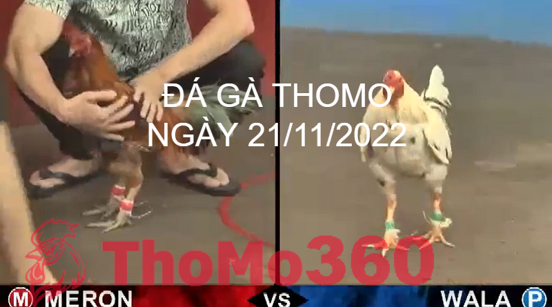 Đá Gà Thomo Ngày 21/11/2022 - Thomo360